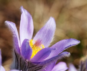 blue and yellow early springy flower of pasqueflower