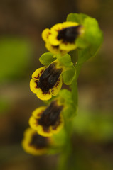 Yellow Ophrys Orchid - Ophrys lutea