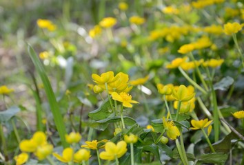 Blooming Caltha palustris