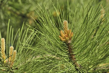 Хвойное дерево © ais60