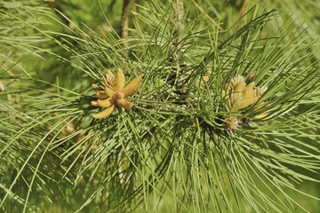 Фрагмент хвойного дерева