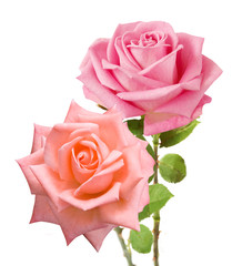 Pink rose bunch isolated on white background