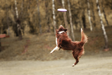 Border collie dog catching frisbee in jump in summer