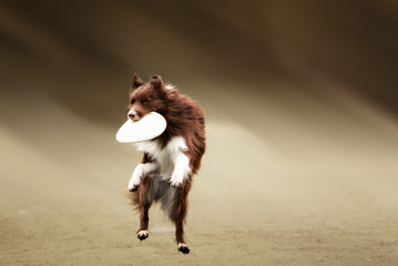 Border collie dog catching frisbee in jump in summer