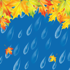 Obraz premium Autumn background