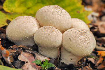 Puffball mushrooms in the forest mushrooms median strip europe