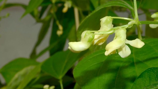 Flowering of white bean seedling
