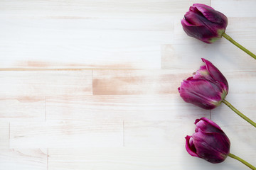 purple tulips on bright wooden background