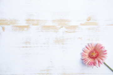 Gerbera rose sur fond de bois rustique blanc