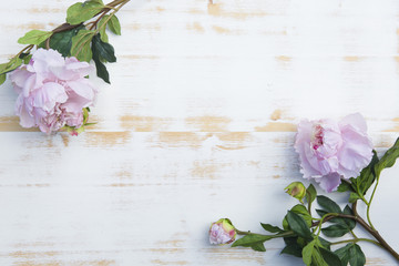 pink peonies on white rustic wooden background