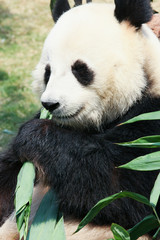 Fototapety  Panda jedząca bambus