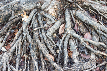 Tree Roots in park of Thailand.