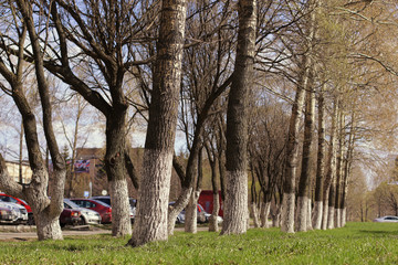 Park in spring walking