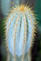 mini cactus from top view