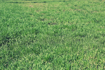 Park in spring walking