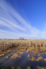 Flooded corn field