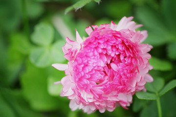 red flower in nature sunset