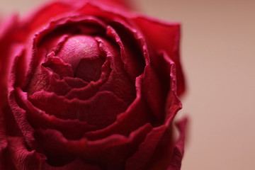 macro rose bud petals