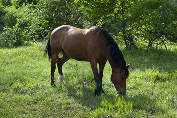 The horse grazes free in the woods