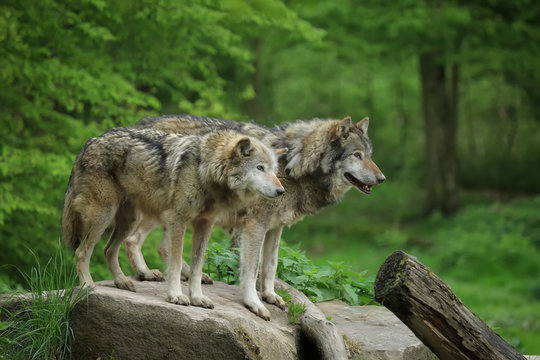 Loups gris à l'affut