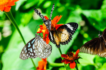 Thailand butterfly on colorful flower north of thailand.