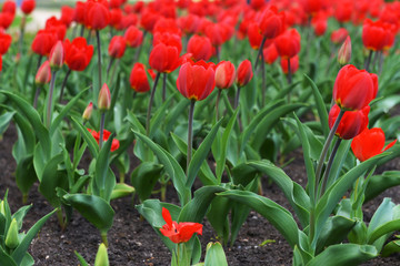 red tulips