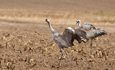 Naklejka premium Common cranes in the field