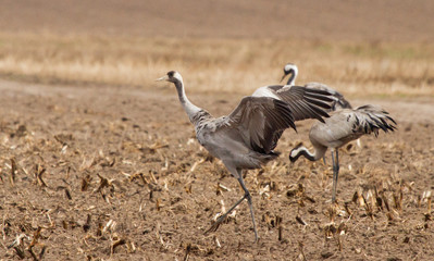 Common cranes in the field
