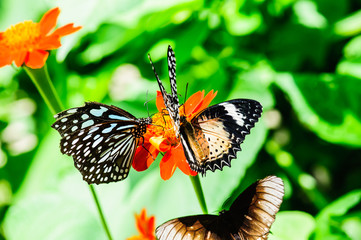 Thailand butterfly on colorful flower north of thailand.