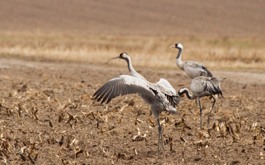 Obraz na płótnie Canvas Common cranes in the field