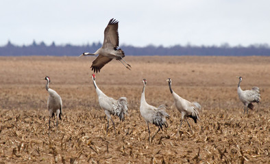 Common cranes in the field