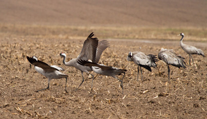 Obraz na płótnie Canvas Common cranes in the field