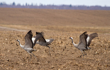 Common cranes in the field