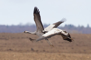 Fototapeta na wymiar Common cranes in flight