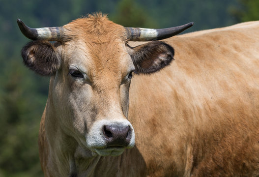 vache de race Aubrac