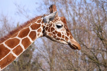 Giraffe in zoo in Wroclaw, Poland