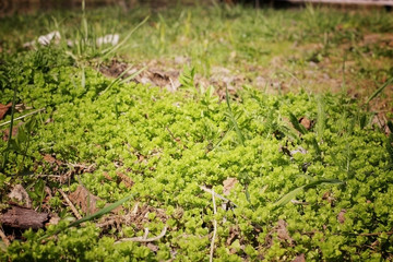 countryside in rural areas