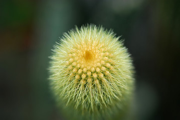 Fototapeta premium mini cactus from top view