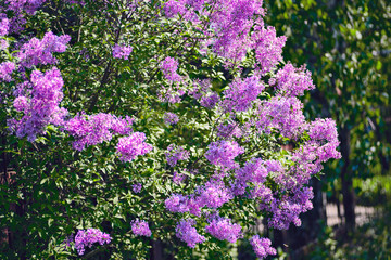 Lilac bush