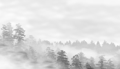 Fototapeta na wymiar Landscape of misty forest at sunrise