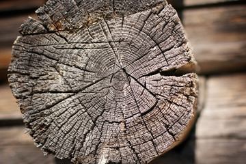 Fototapeta premium wood texture