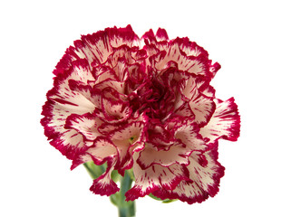vareigated carnation flowers