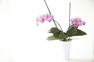 vaso di orchidee