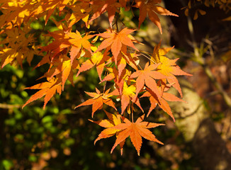 Orange maple leaves closeup