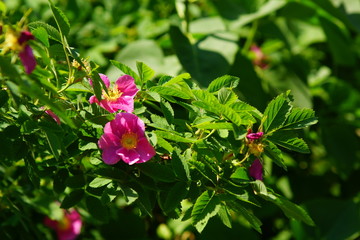 flowers of wild rose with leaves