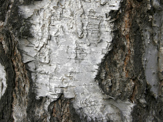 Tree bark. Birch.