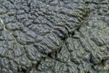 fresh savoy cabbage leaf as a texture