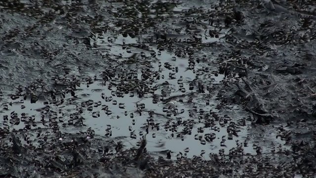 Flies feeding on the liquid flowing from manure