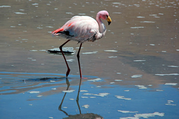 Розовый фламинго, Боливия 