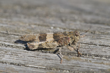 blue-winged grasshopper - Oedipoda caerulescens